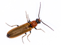 Denticollis linearis